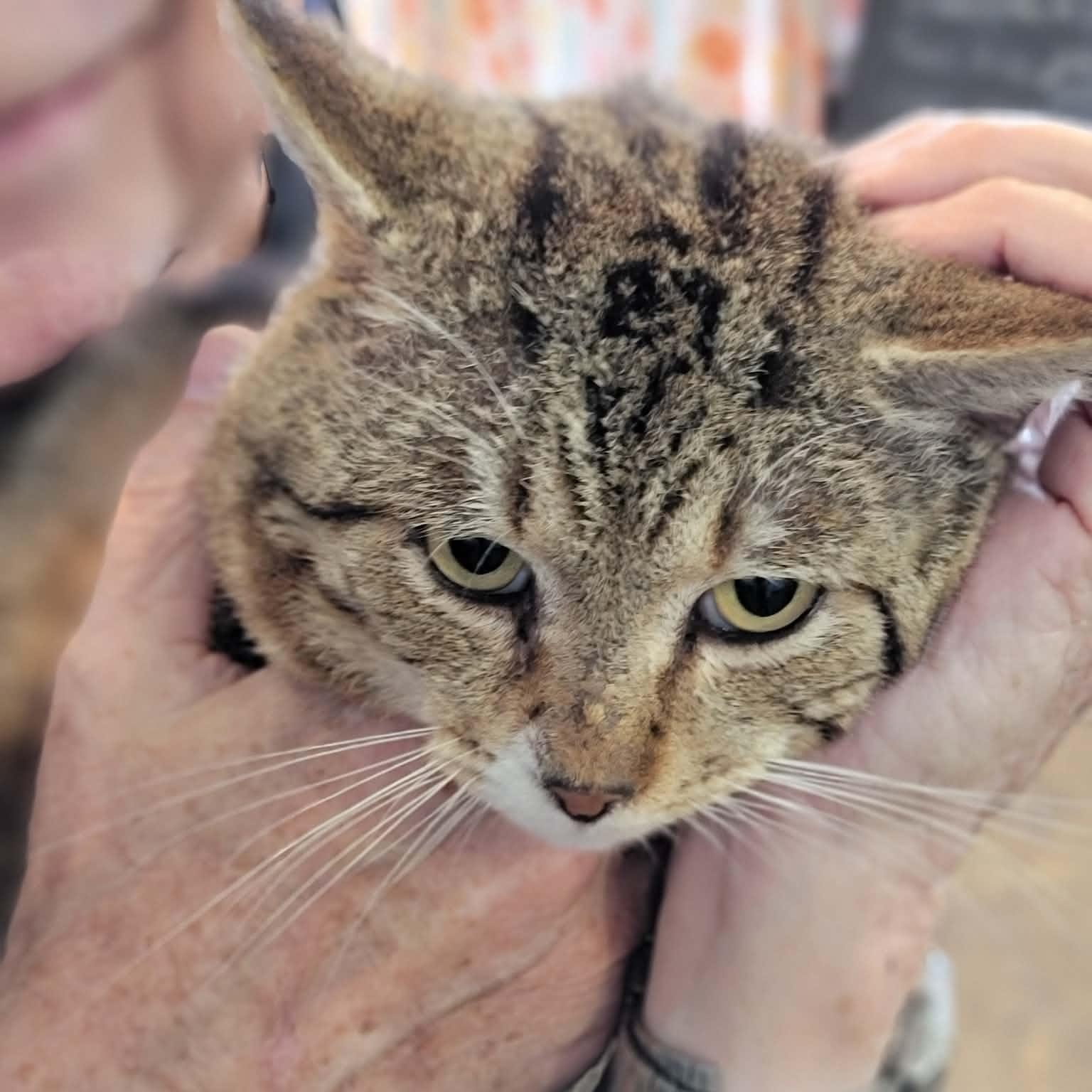 Enlarge Clifford’s Daddy, an adopted Domestic Short Hair in Myrtle Beach, SC image 2/3