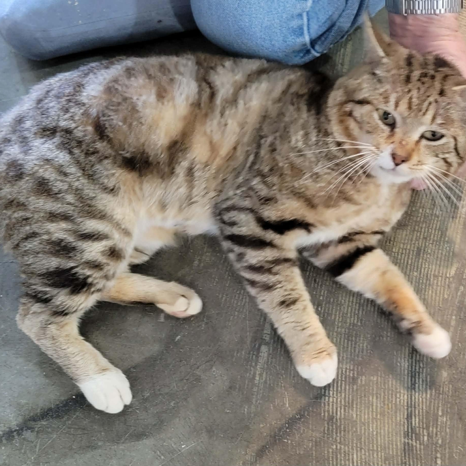 Enlarge Clifford’s Daddy, an adopted Domestic Short Hair in Myrtle Beach, SC image 1/3