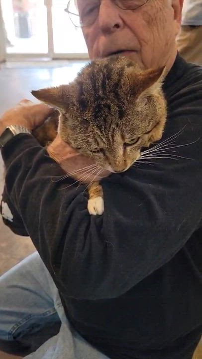 Enlarge Clifford’s Daddy, an adopted Domestic Short Hair in Myrtle Beach, SC video 3/3