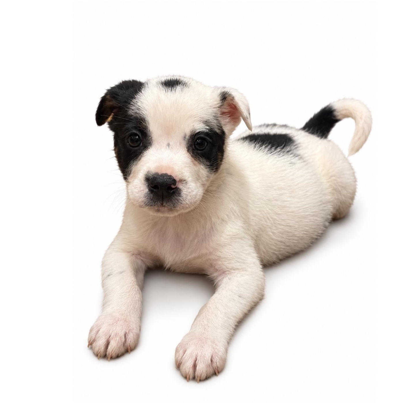 Snoopy, Adopted, Young Male Mastiff & Border Collie.