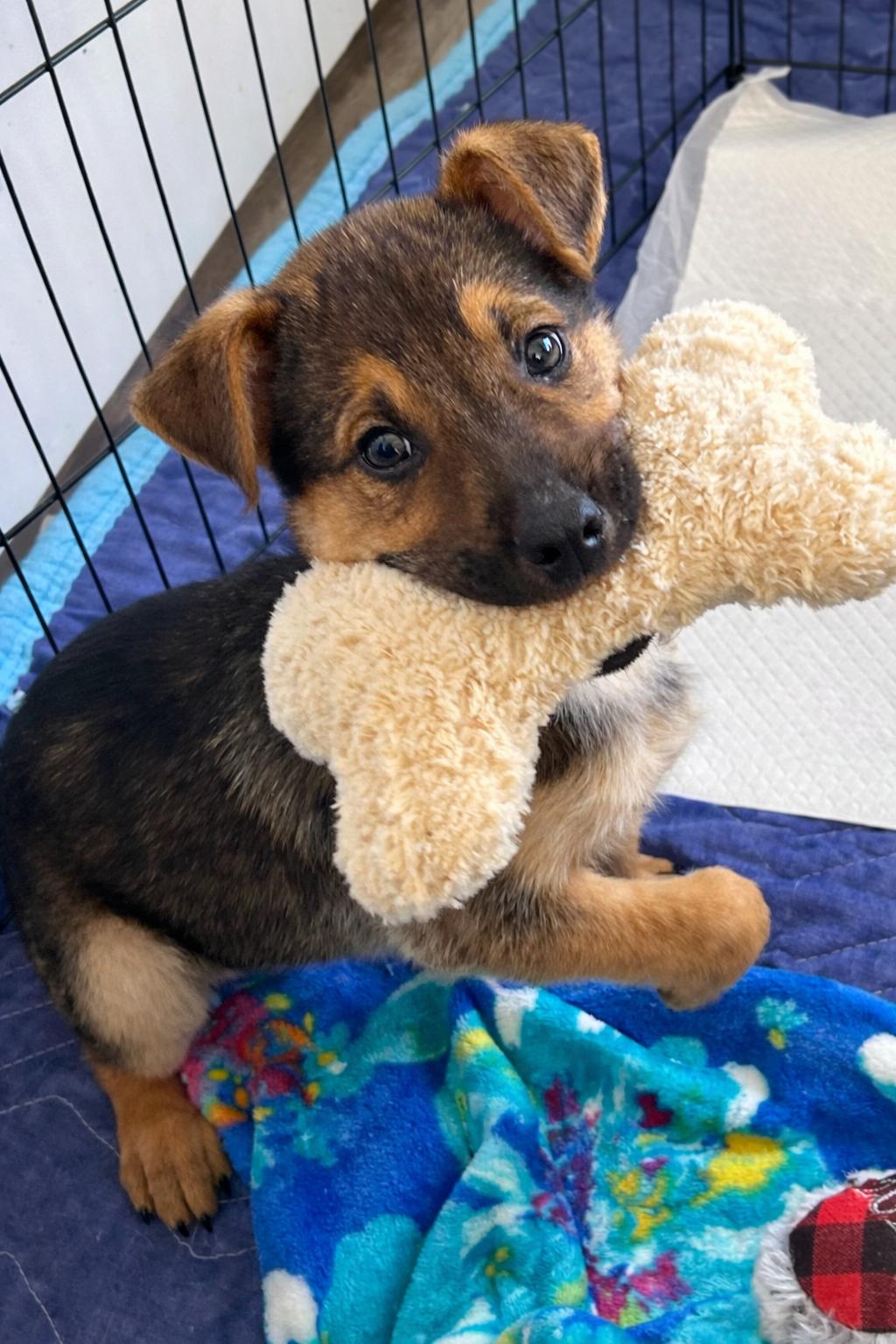 Enlarge Charlie, a ADOPTABLE Mixed Breed in Kenosha, WI image 3/4