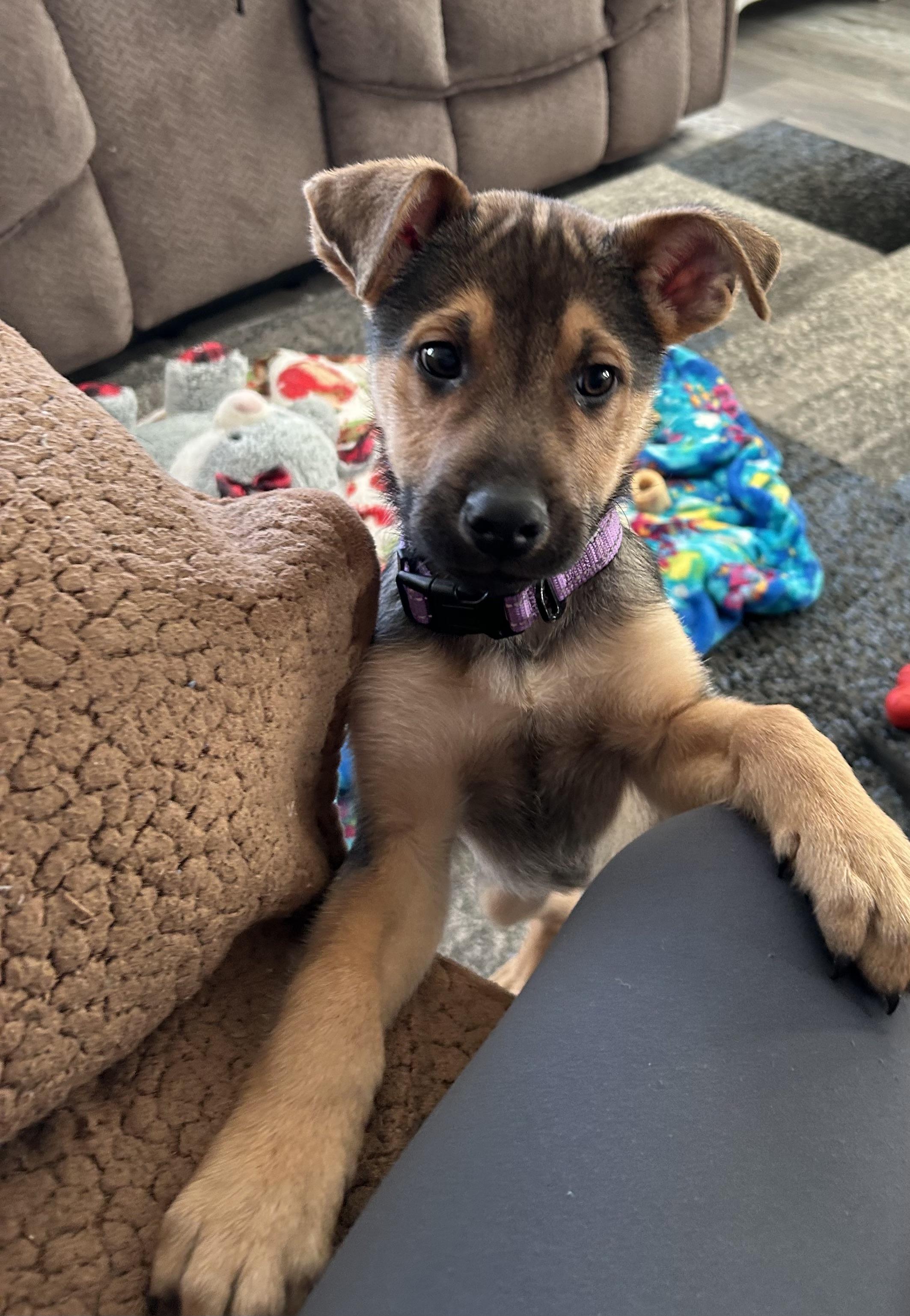 Charlie, ADOPTABLE, Puppy Male Mixed Breed.