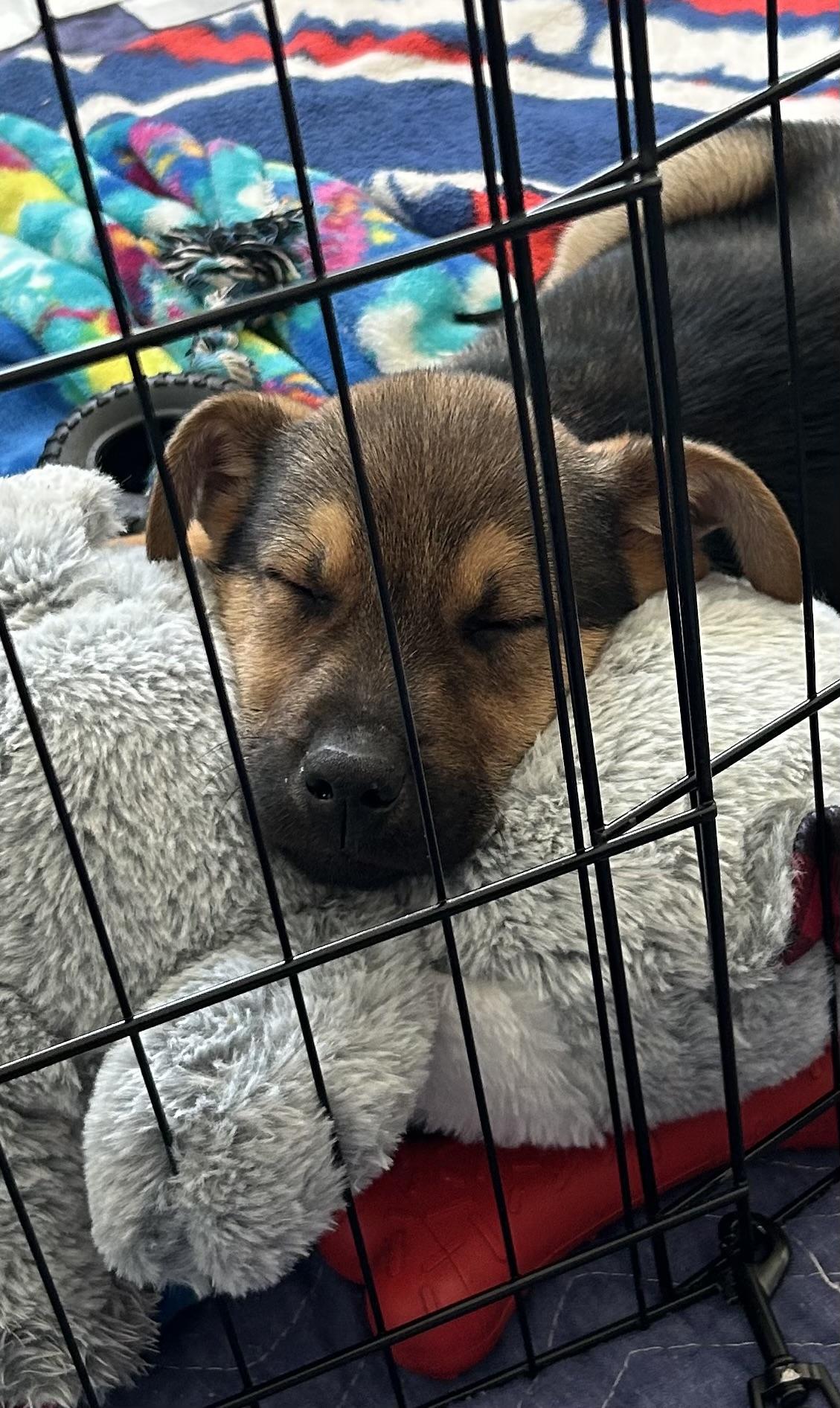 Enlarge Charlie, a ADOPTABLE Mixed Breed in Kenosha, WI image 2/4