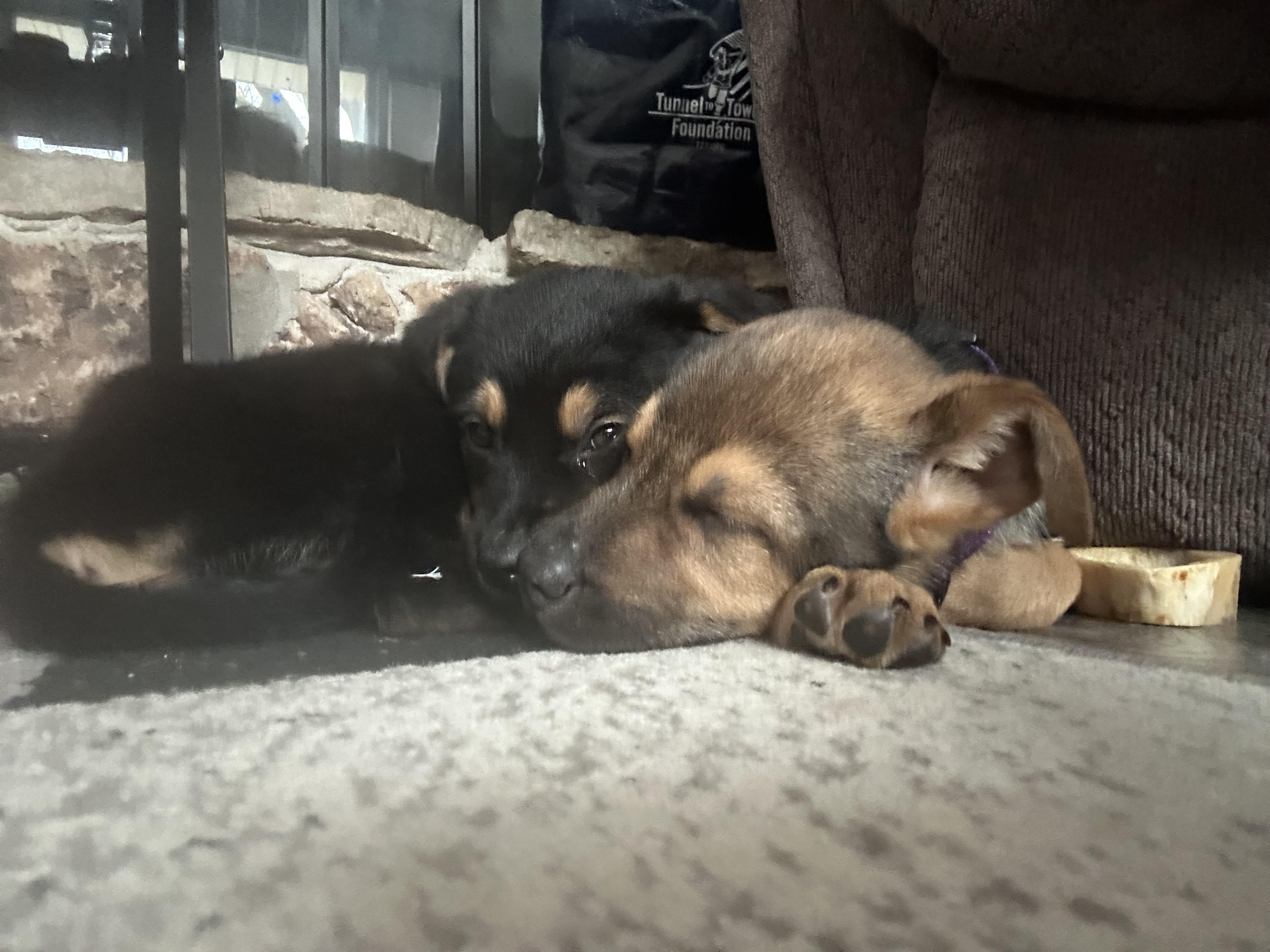 Enlarge Charlie, a ADOPTABLE Mixed Breed in Kenosha, WI image 4/4