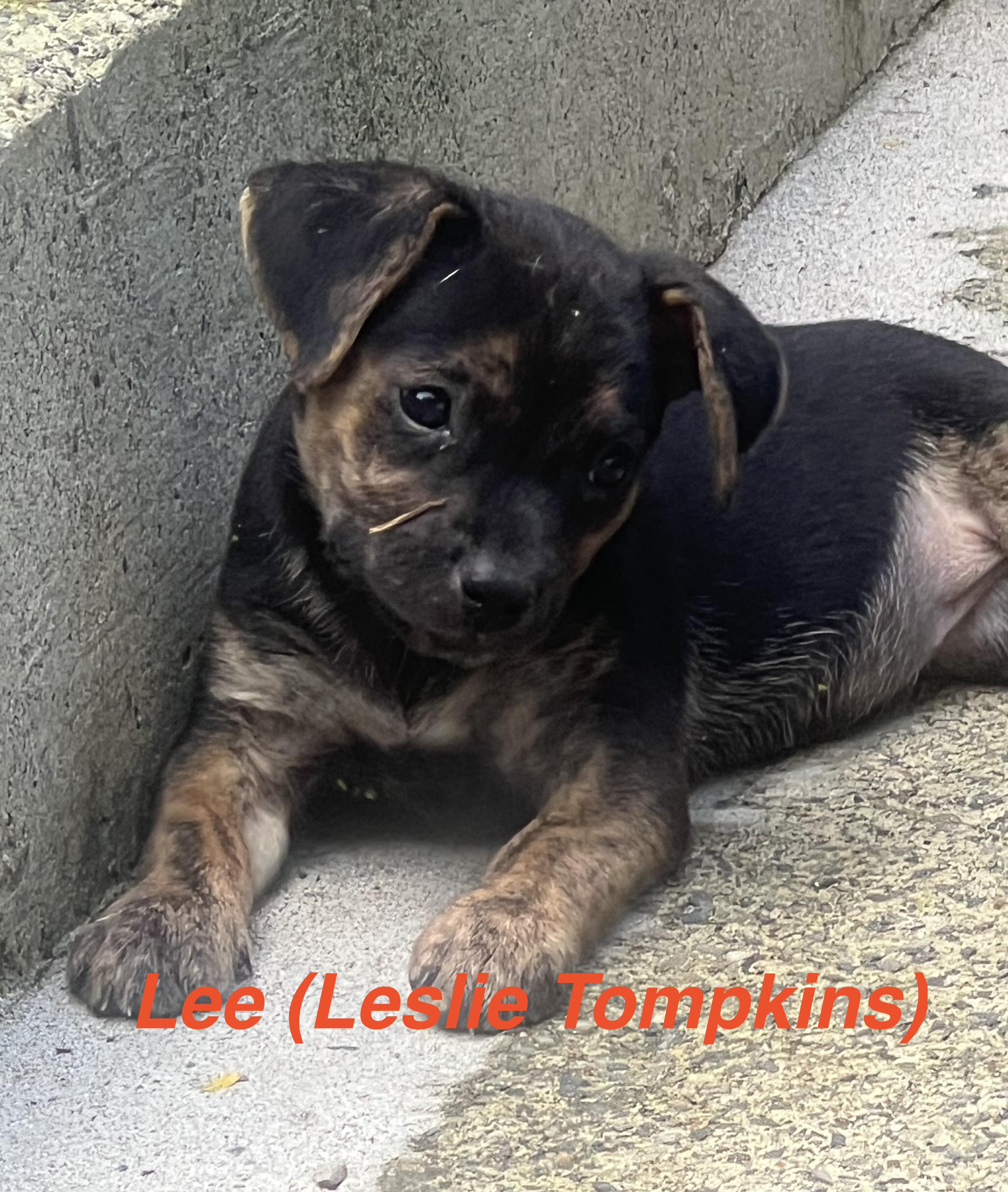 Enlarge Lee (Leslie Tompkins), a Adopted mixed breed in Port Chester, NY image 1/1