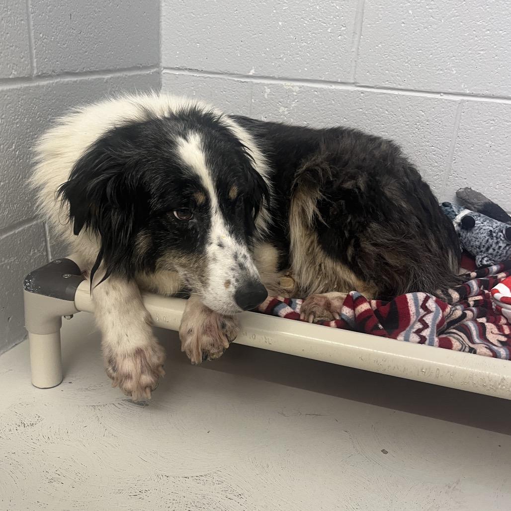 Darcie, Adoptable, Adult Female Australian Shepherd.