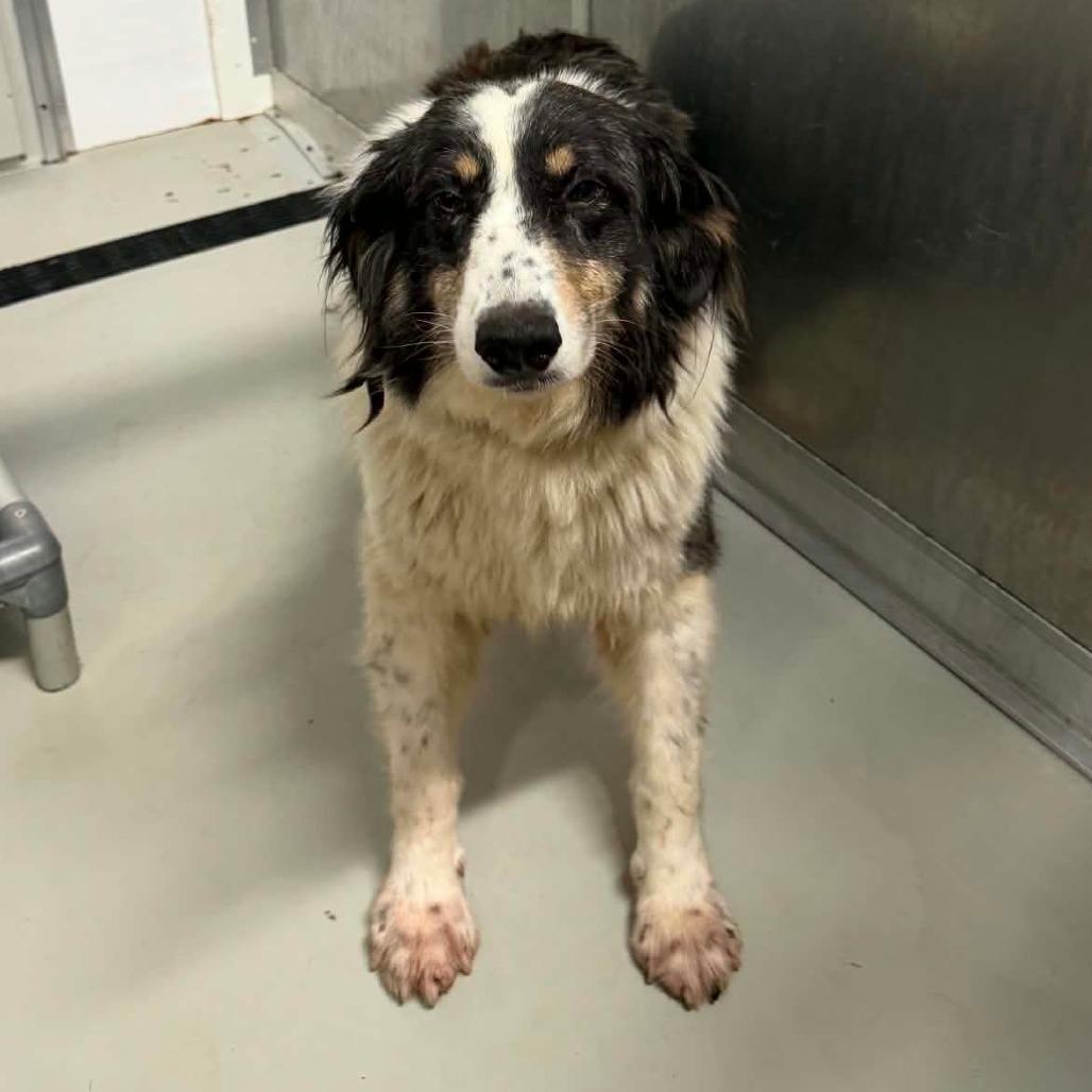 Enlarge Darcie, a Adoptable Australian Shepherd in Delaware, OH image 2/4