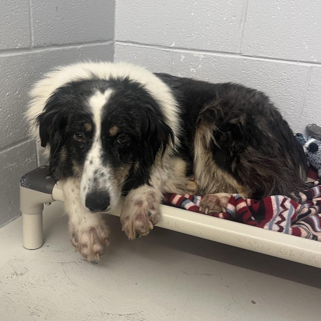 Enlarge Darcie, a Adoptable Australian Shepherd in Delaware, OH image 3/4