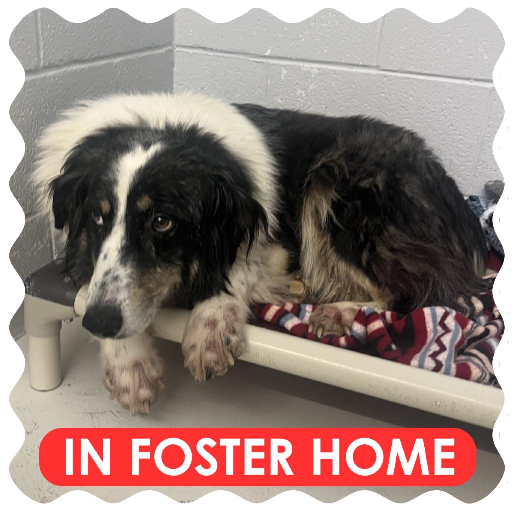 Enlarge Darcie, a Adoptable Australian Shepherd in Delaware, OH image 4/5