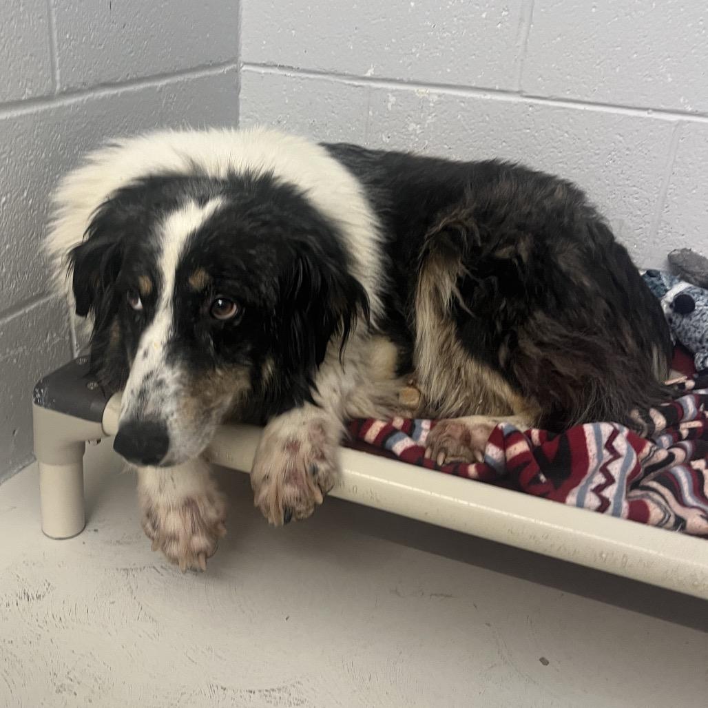 Enlarge Darcie, a Adoptable Australian Shepherd in Delaware, OH image 4/4