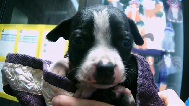 BUGSEY, Adoptable, Puppy Male Pit Bull Terrier.