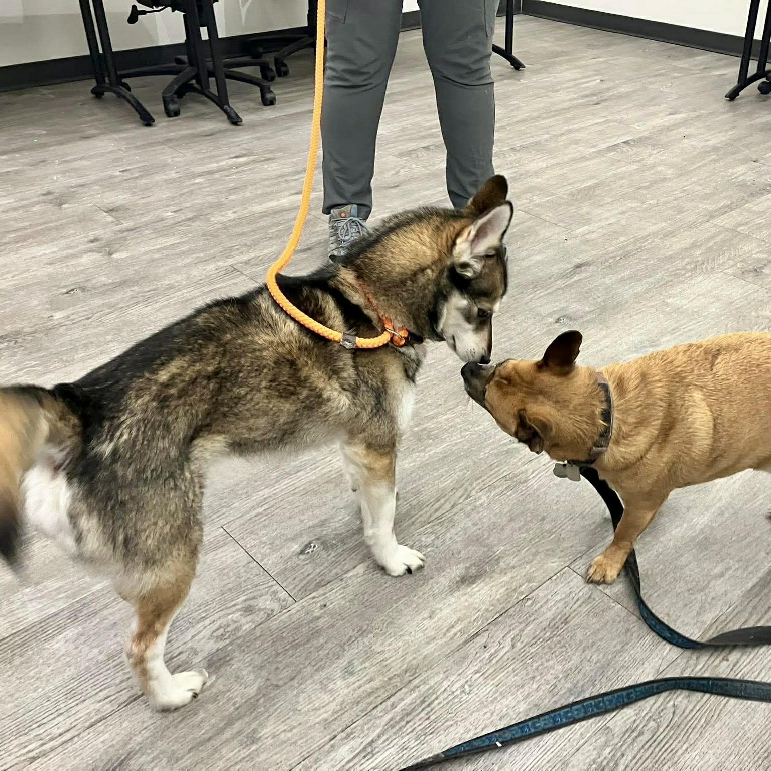 Enlarge Phoenix, a ADOPTABLE Klee Kai in Calgary, AB image 2/2