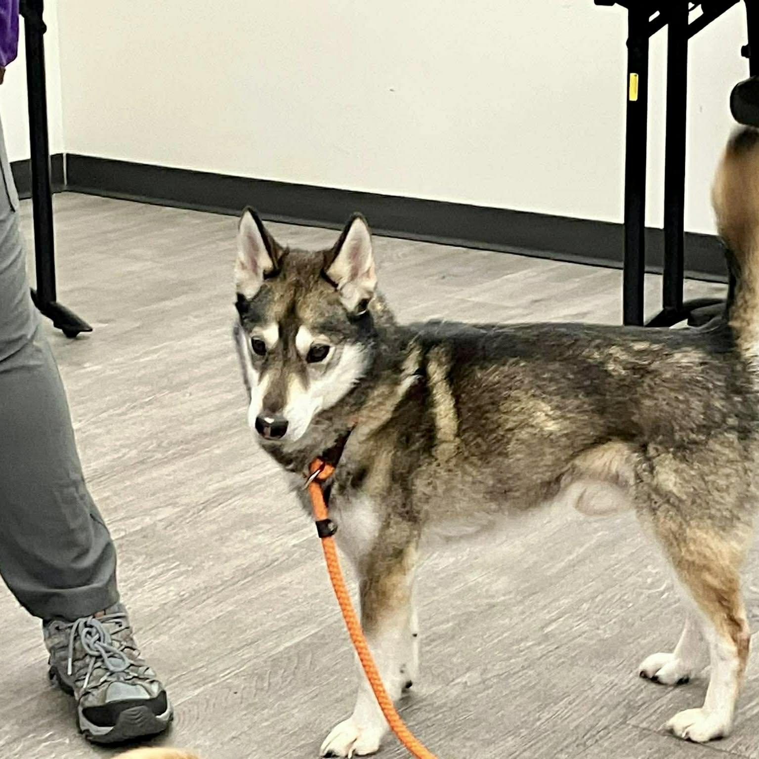 Phoenix, ADOPTABLE, Senior Male Klee Kai.