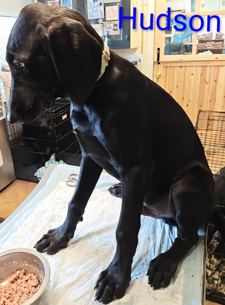 Enlarge Hudson, a Adoptable mixed breed in Mena, AR image 1/1