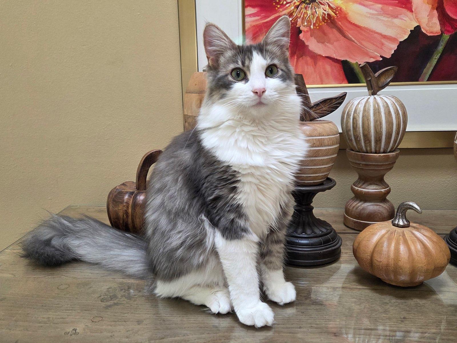 Ascher, adoptable, Young Male Domestic Medium Hair.