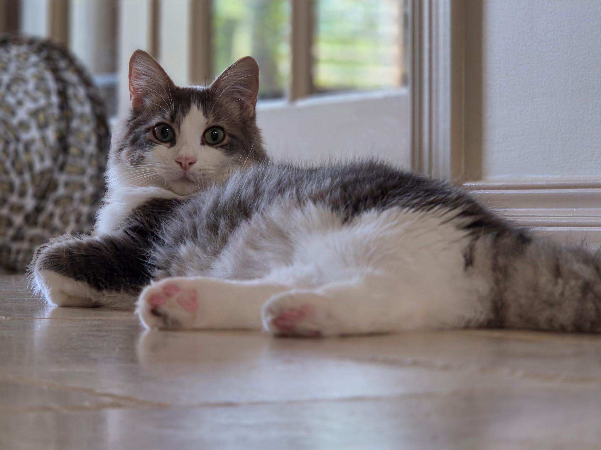 Enlarge Ascher, an adoptable Domestic Medium Hair in Kenosha , WI image 2/4