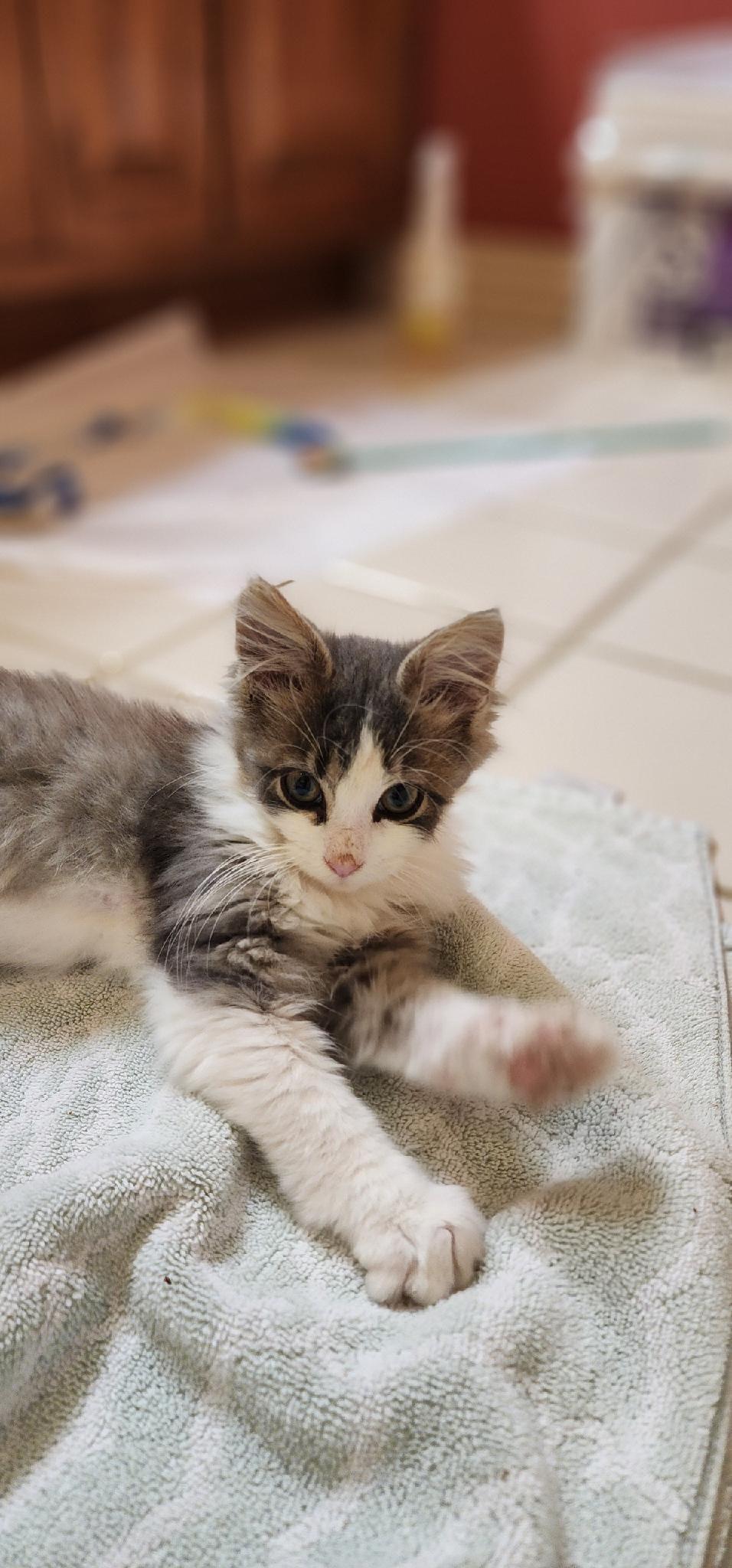 Ascher, ADOPTABLE, Young Male Domestic Medium Hair.