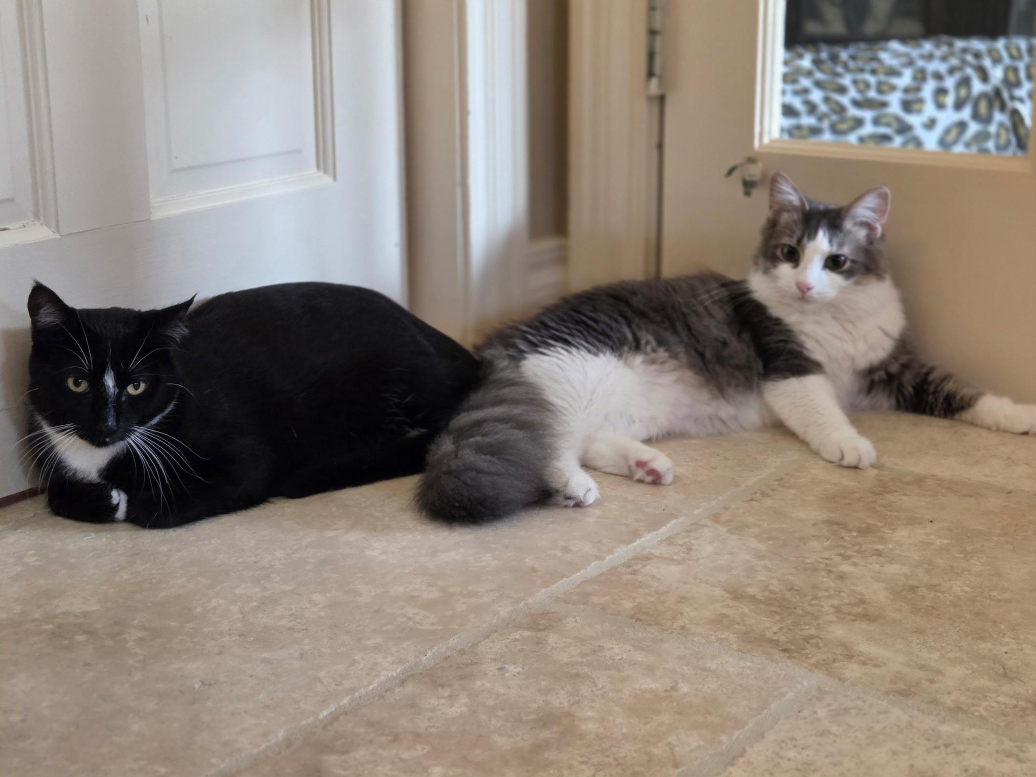 Enlarge Ascher, an adoptable Domestic Medium Hair in Kenosha , WI image 3/4
