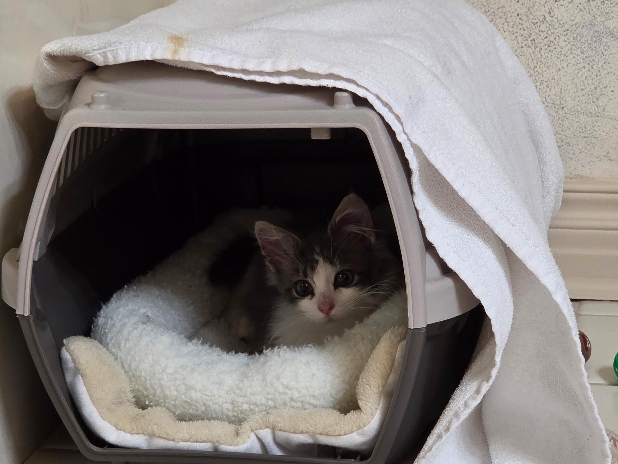 Ascher, a ADOPTABLE Domestic Medium Hair in Kenosha , WI image 2/3