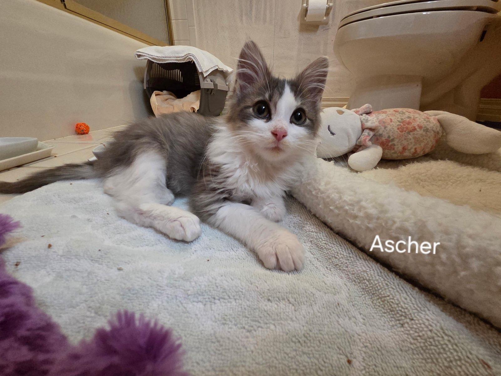 Ascher, a ADOPTABLE Domestic Medium Hair in Kenosha , WI image 3/3
