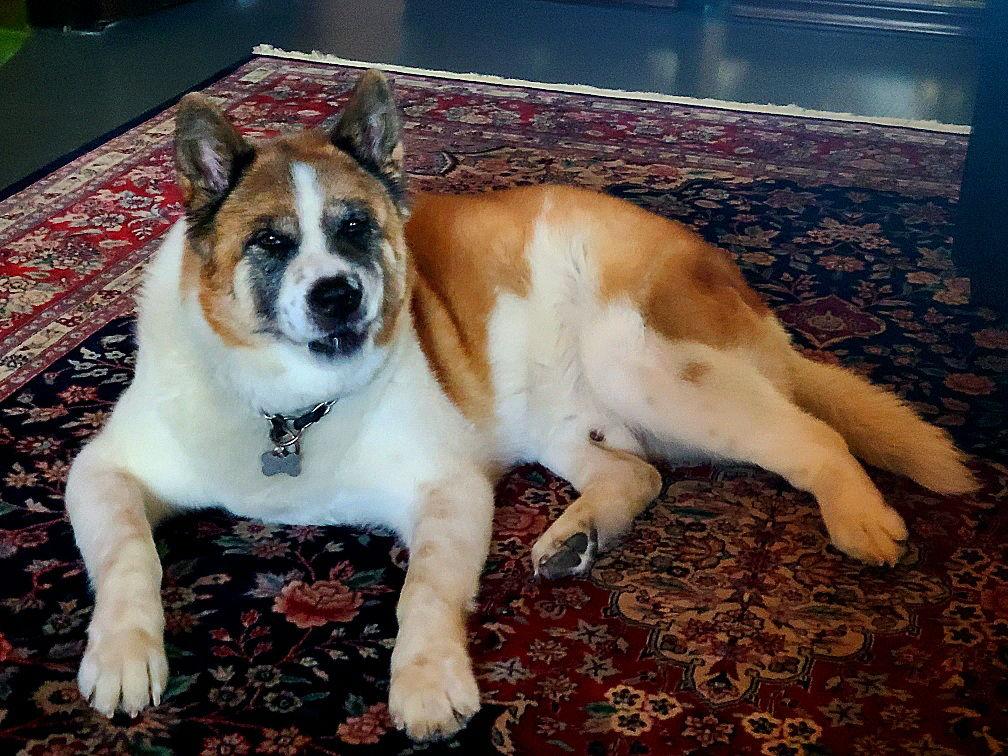 **Romo**, a Adoptable Akita in Romoland, CA image 1/2