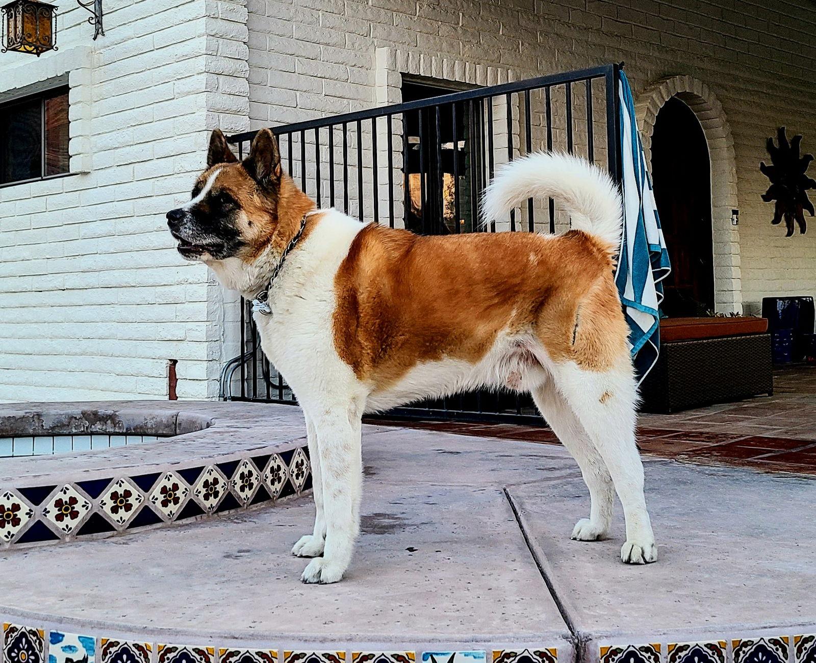 **Romo**, a Adoptable Akita in Romoland, CA image 2/2