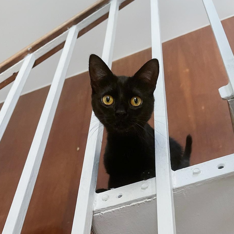 Bumbleberry, Adoptable, Adult Female Domestic Short Hair.