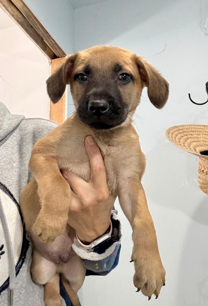 Enlarge Eli Manning, a Adoptable German Shepherd Dog in Alvin, TX image 1/6