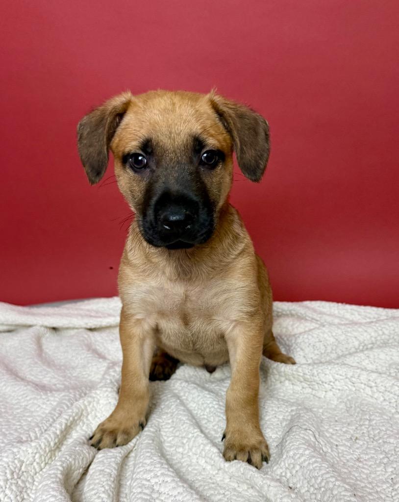 Enlarge Eli Manning, a Adoptable German Shepherd Dog in Alvin, TX image 2/6