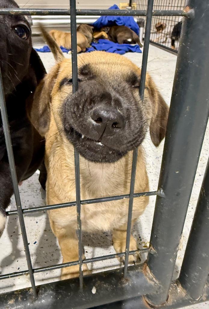 Enlarge Eli Manning, a Adoptable German Shepherd Dog in Alvin, TX image 5/6