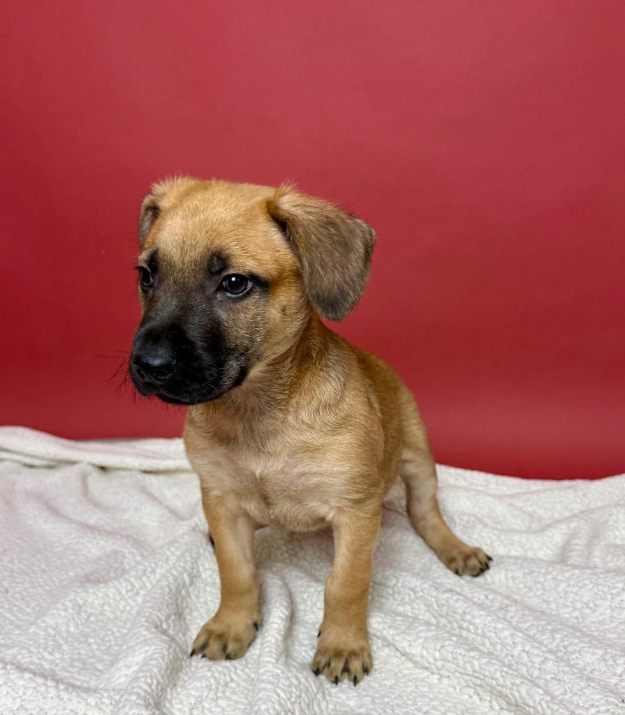Enlarge Eli Manning, a Adoptable German Shepherd Dog in Alvin, TX image 6/6