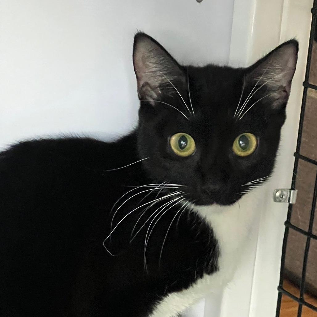 Enlarge Libra (6), a Adoptable Domestic Short Hair in Sarasota, FL image 1/2