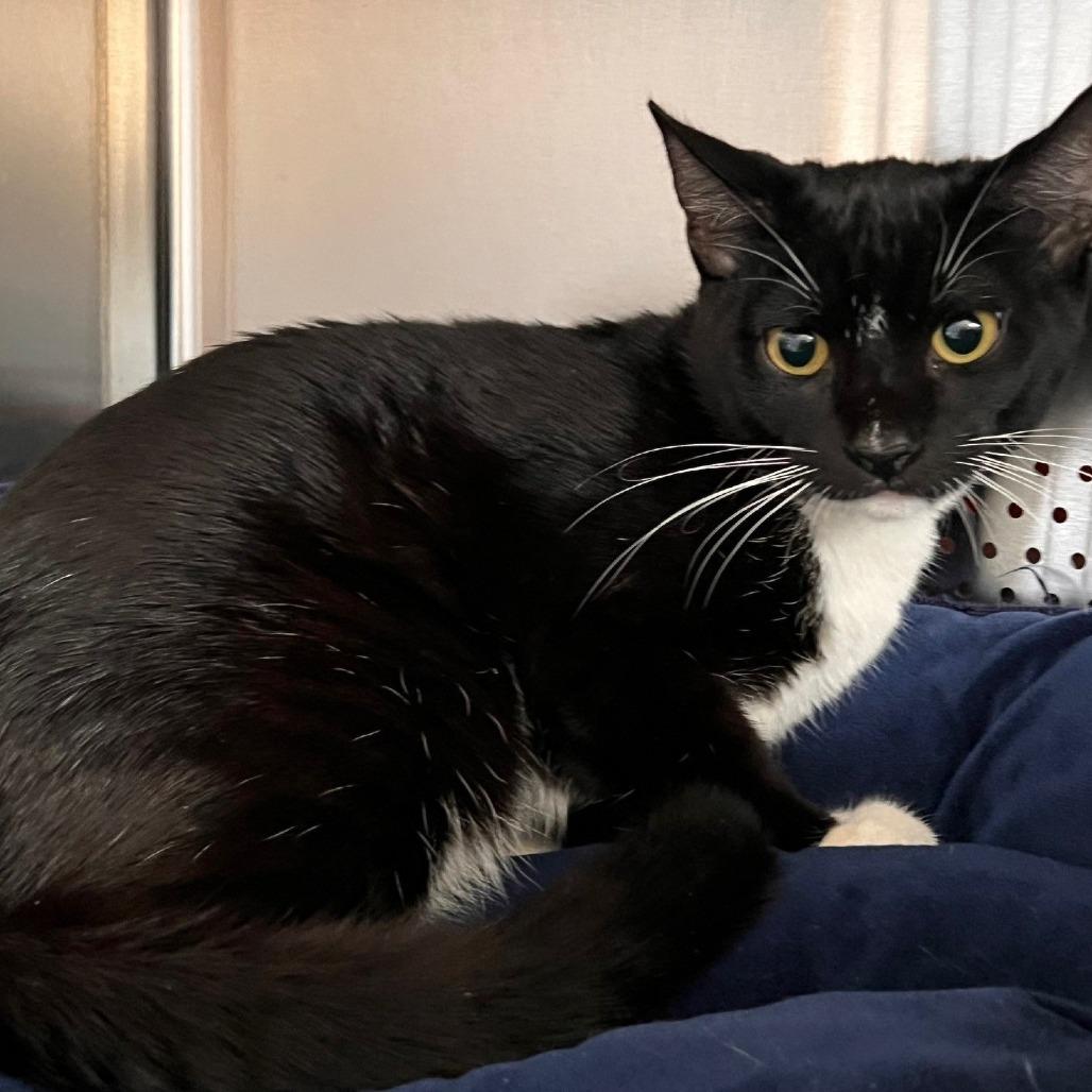 Enlarge Libra (6), a Adoptable Domestic Short Hair in Sarasota, FL image 2/2