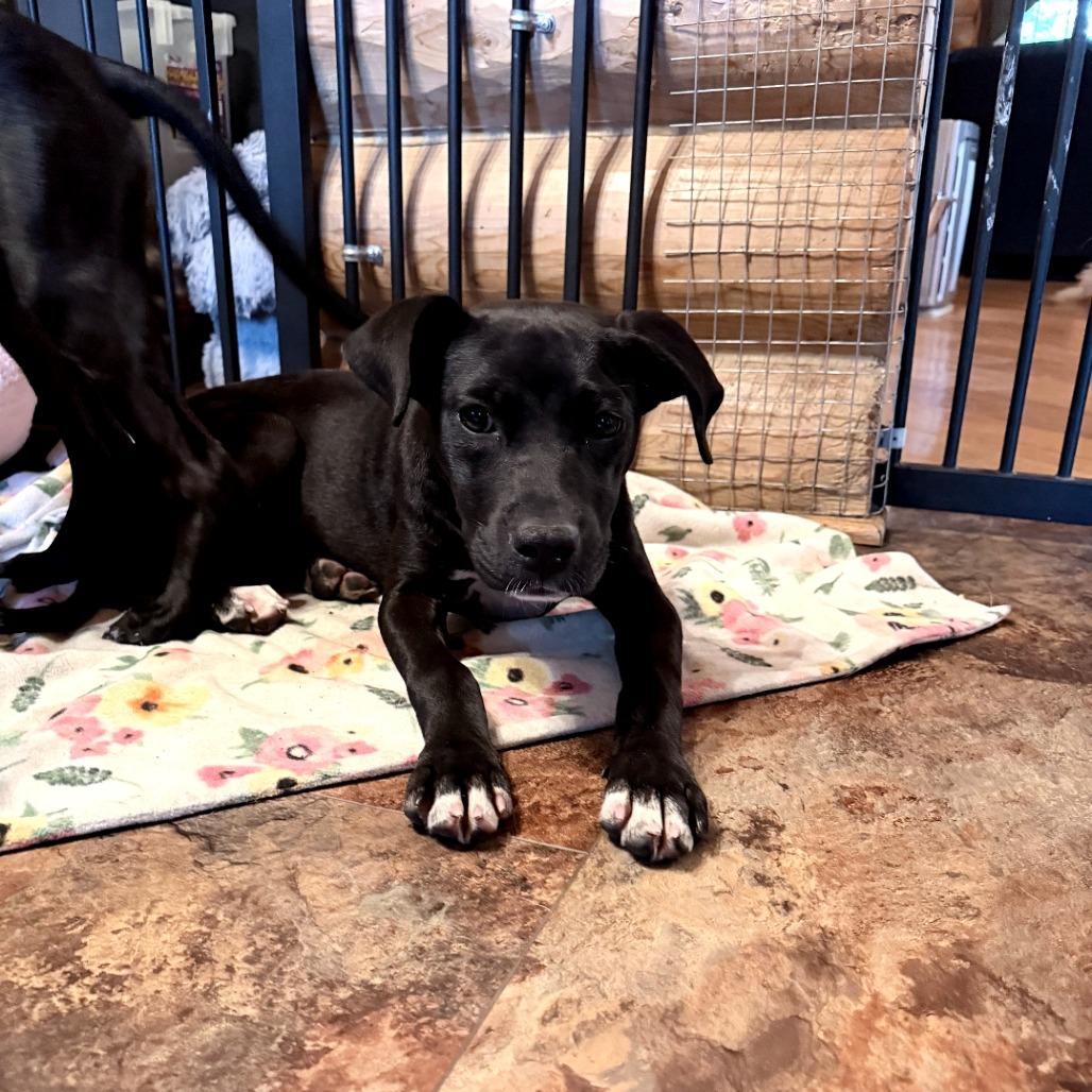 Xena, Adoptable, Young Female Pit Bull Terrier & Black Labrador Retriever.