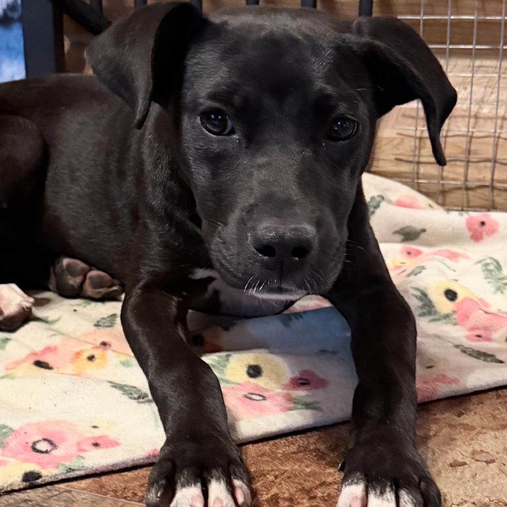 Enlarge Xena, a Adoptable mixed breed in Northville, MI image 2/3