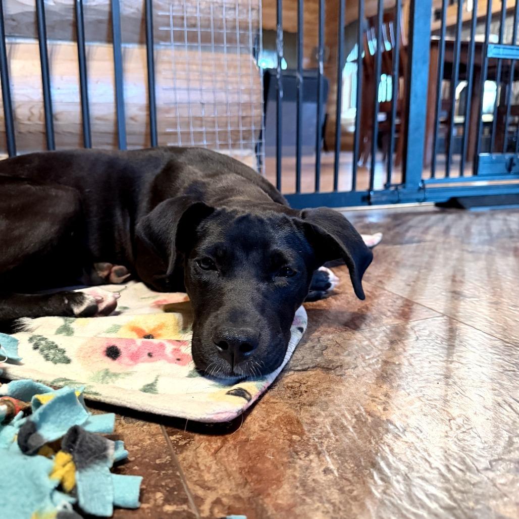 Enlarge Xena, a Adoptable mixed breed in Northville, MI image 3/3