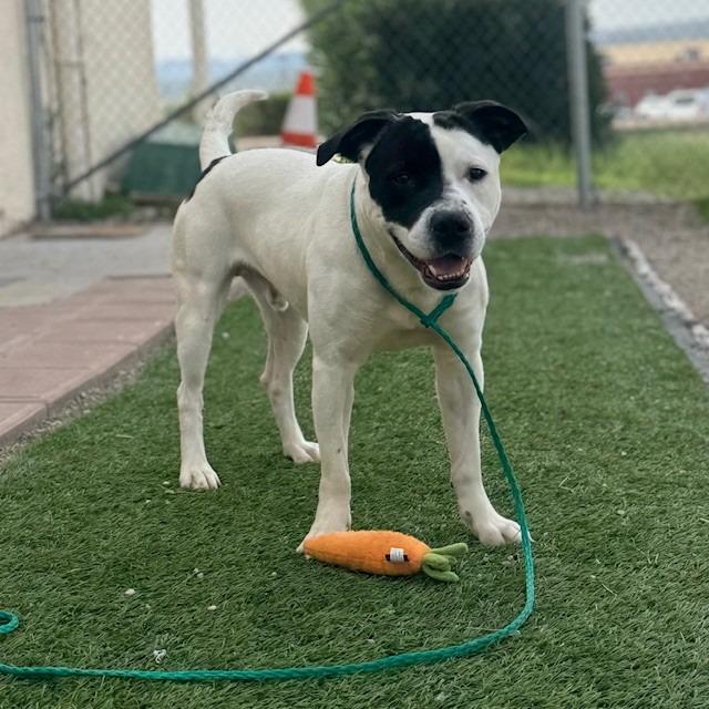 Skeeter, Adoptable, Adult Male Pit Bull Terrier.