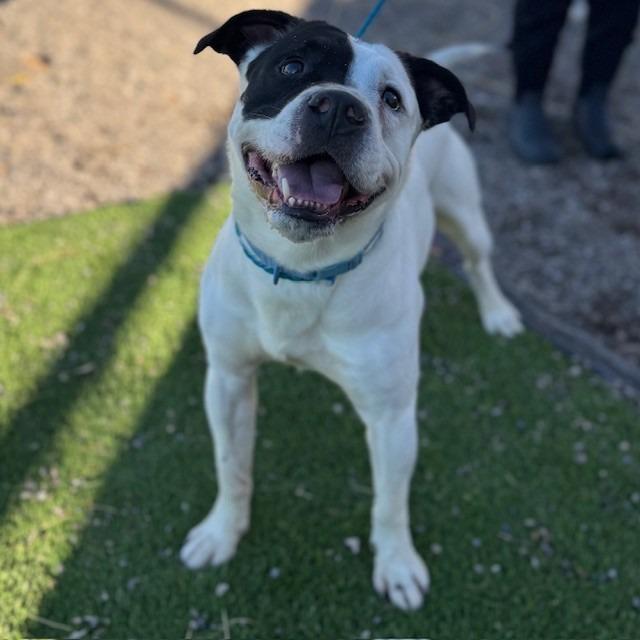 Skeeter, Adoptable, Adult Male Pit Bull Terrier.