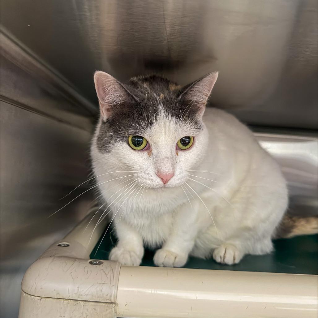 Enlarge Misty, a Adoptable Domestic Short Hair in Gainesville, GA image 1/2