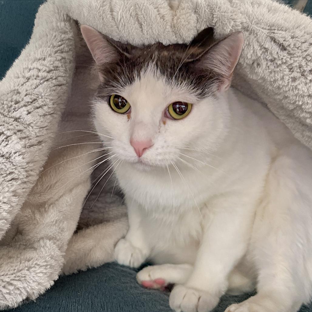 Enlarge Misty, a Adoptable Domestic Short Hair in Gainesville, GA image 2/2