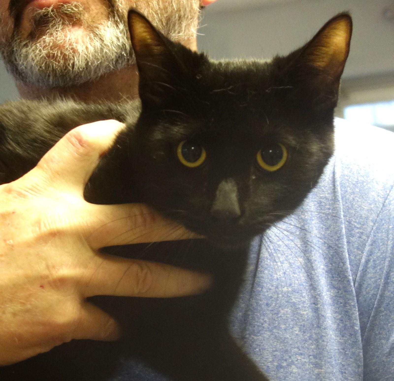 Tairn, Adoptable, Young Male Domestic Short Hair.