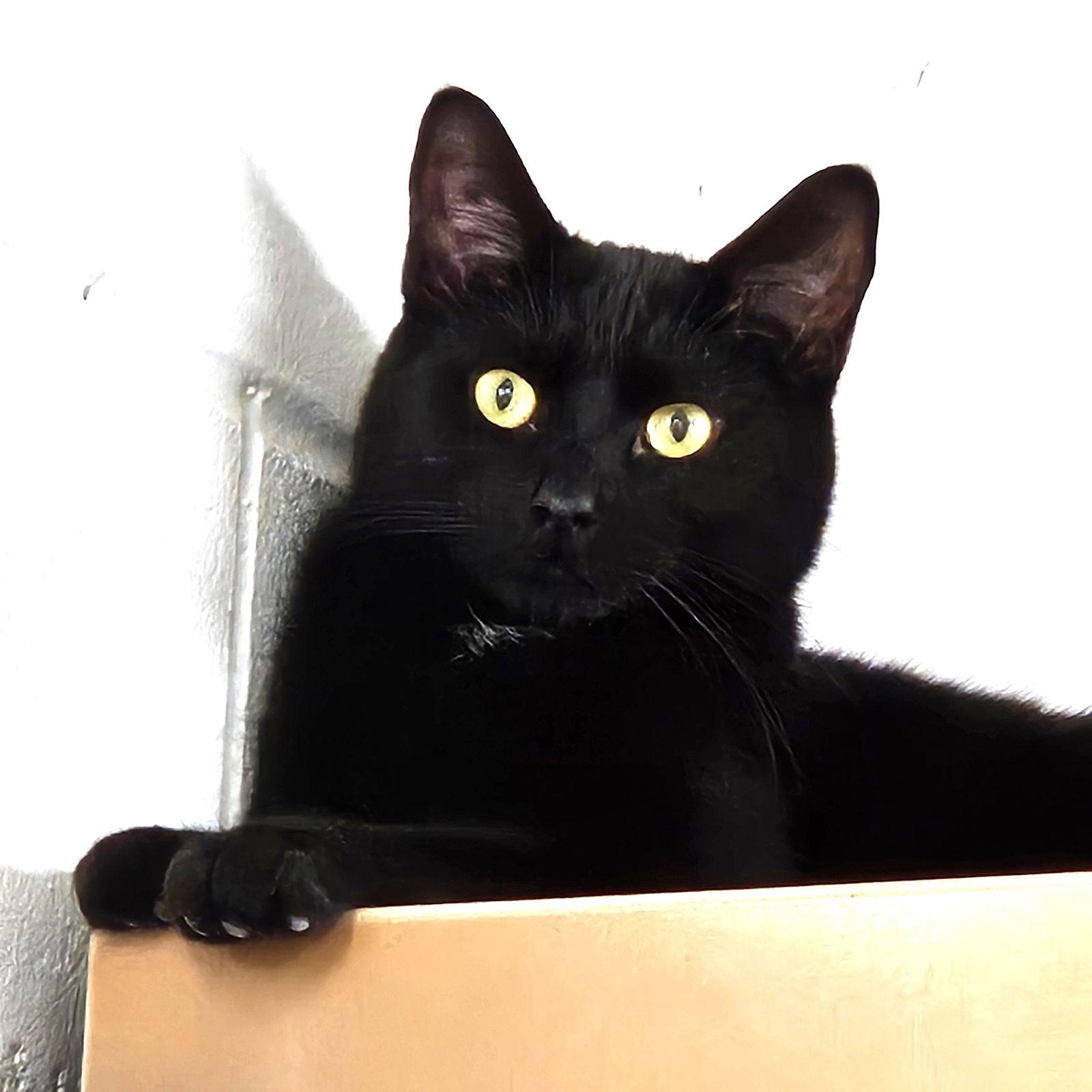 Tairn, Adoptable, Young Male Domestic Short Hair.