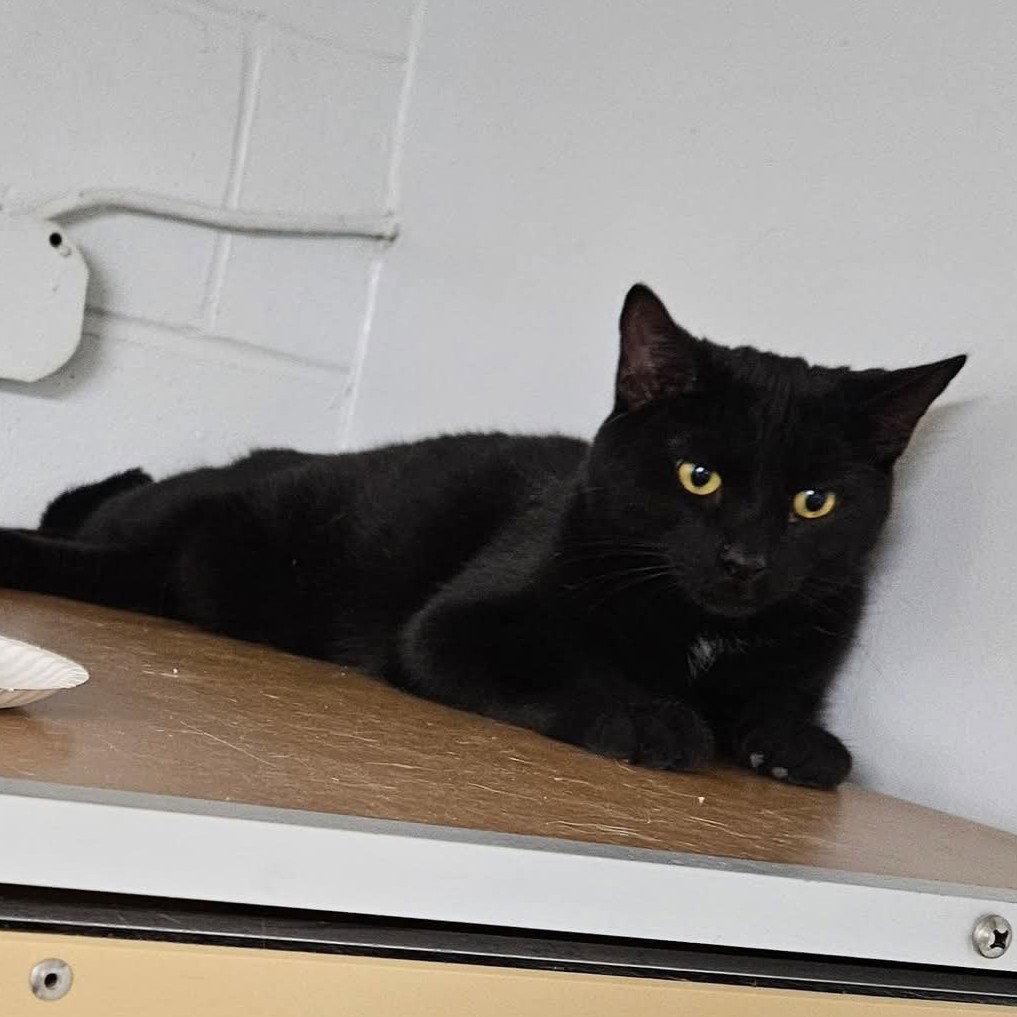 Enlarge Tairn, a Adoptable Domestic Short Hair in Greenfield, IN image 2/2