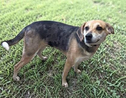 Indy, Adoptable, Adult Male Hound.