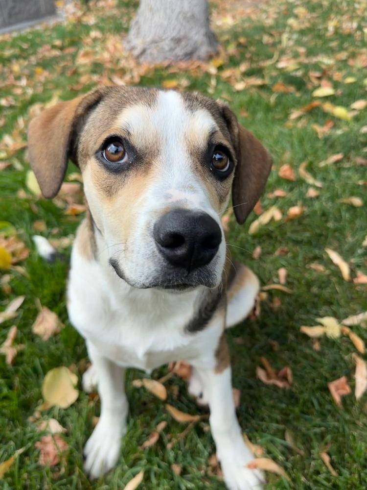 Maggie, Adoptable, Puppy Female Beagle & Cattle Dog.