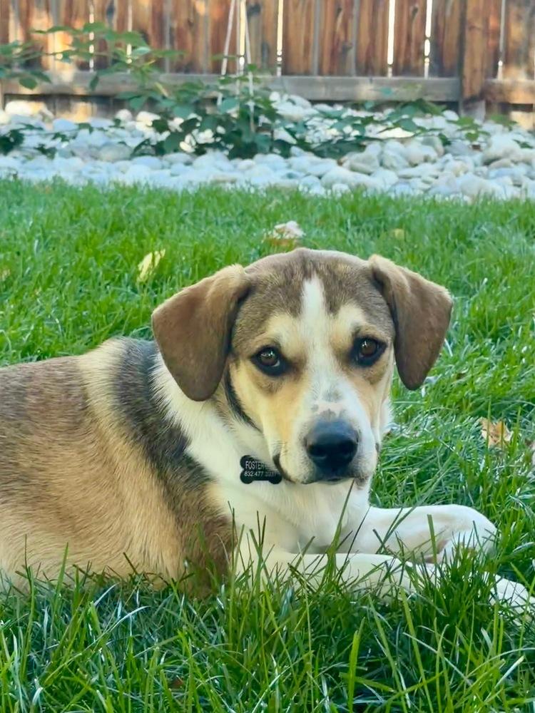 Enlarge Maggie, a Adoptable mixed breed in Denver, CO image 2/5