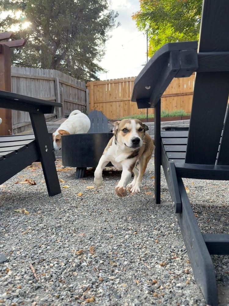Enlarge Maggie, a Adoptable mixed breed in Denver, CO image 3/5