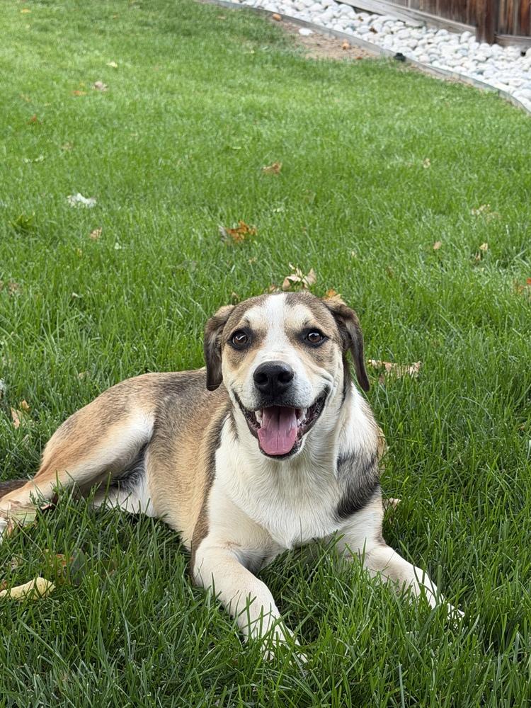 Enlarge Maggie, a Adoptable mixed breed in Denver, CO image 4/5