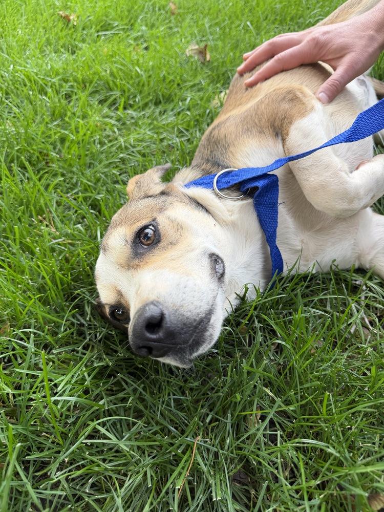Enlarge Maggie, a Adoptable mixed breed in Denver, CO image 5/5