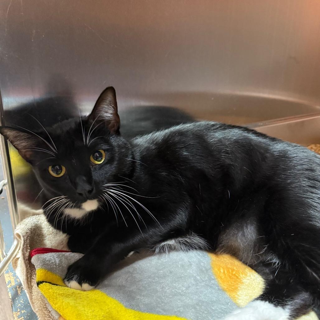 Enlarge Loki, a Adoptable Domestic Short Hair in Pensacola, FL image 1/1